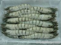 Sell HOSO Black Tiger Shrimp