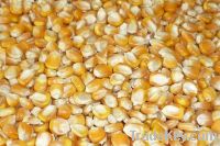 YELLOW MAIZE FOR SALE