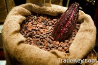 COCOA BEANS FOR SALES