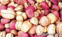 KOLANUT FOR SALES