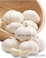 coldroom garlic