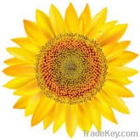 Export Refined Sunflower Oil | Pure Sunflower Oil Suppliers | Refined Sunflower Oil Exporters | Refined Sunflower Oil Traders | Refined Sunflower Oil Buyers | Pure Sunflower Oil Wholesalers | Low Price Sunflower Oil | Best Buy Sunflower Oil | Buy Sunflowe