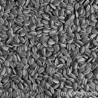 Sunflower Seeds