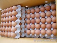 Farm Fresh Table Eggs