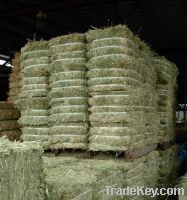 High Protein Sun Dried Alfalfa Hay