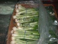 Sell spring onion