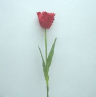 Sell parrot tulip