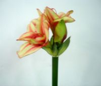 Sell hippeastrum spray