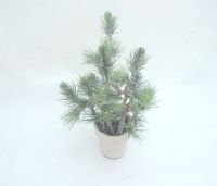 Sell pine tree with snow powder