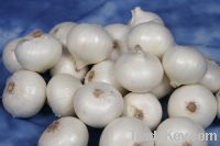 white onion