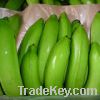 Fresh Green Cavendish Bananas