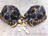 Radiated tortoises for sale