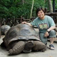 Aldabra Tortoises for sale