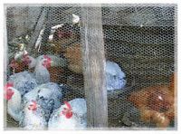 Sell Poultry Wire Netting