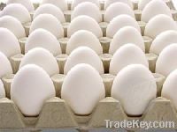 sell of White Chicken Eggs