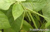 Green Mung Beans / Green Gram (Vigna radiata)