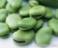 broad bean