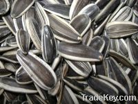 2013 High quality sunflower seeds for sale