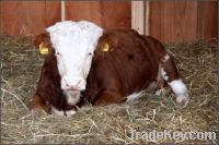 Ox cow gallstone