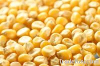 Yellow Corn