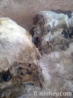 sell offer sheep, goat, cow and codile skins