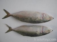 Indian Mackerel