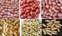 Sell Good Quality Jumbo Raw Peanuts Kernel