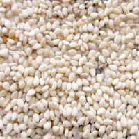Bangladeshi small white sesame seed provided