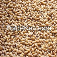 A large number of milling durum white wheat