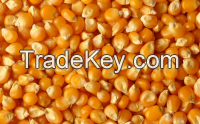 High quality dried yellow maize for sale