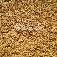 Hulled oat with husk as clients requirements