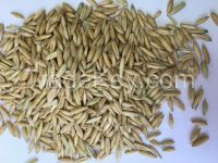 we supply hulled oats with different varieties at cheap prices