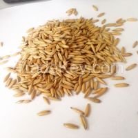 Oats raw grain for process flakes and flour