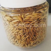 we supply hulled oats with different varieties at cheap prices