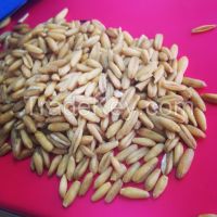 orgian good wheat oats dried polished