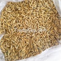 supply sprouted oats for food factory process and animal feed