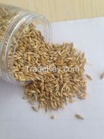 good quality of bulk Indian animal feed barley
