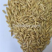 Food grade hulled oat to process flakes and flour