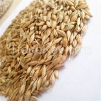 First class superior quality animal feed barley