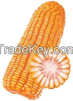 New crop bulk dried yellow corn /yellow maize for animal feed