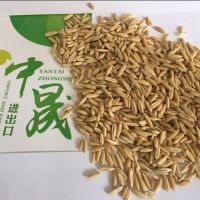 Finnish oat in bulk with good quality