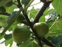 Hot sale figs , fresh fruit figs, dry figs