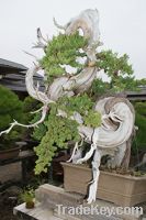 Bonsai (dwarf tree in a pot)