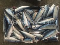 frozen Mackerel HGT China