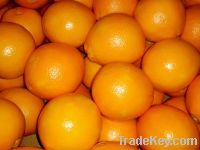 Orange Navel