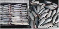 Frozen Mackerel Fish