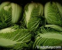 Fresh Celery Cabbage