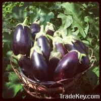 Fresh Eggplant