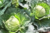 Fresh Cabbages