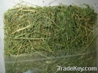 Alfalfa Hay